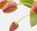Asking Quotes and Affirmations 