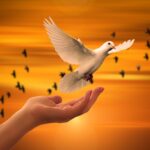 dove, freedom, peace