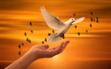 dove, freedom, peace